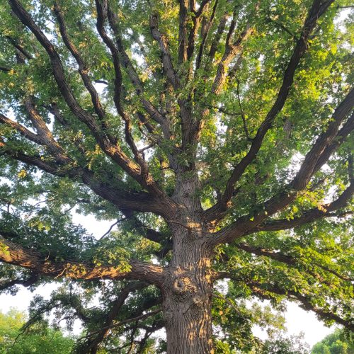 big tree energy