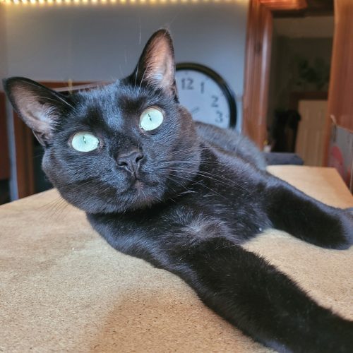 black cat Eve